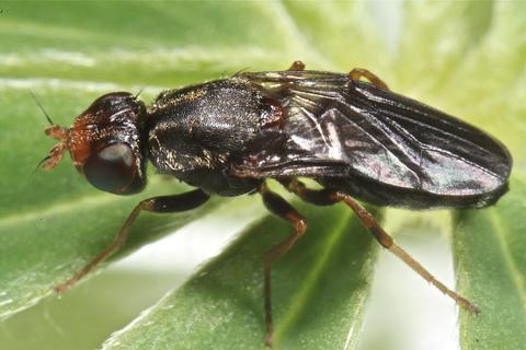 Chyliza leguminicola