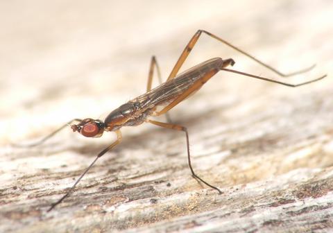 Micropeza grallatrix