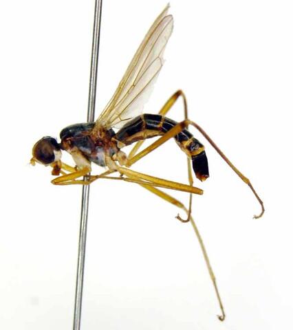 Neria dentigera japonica (thoracic pleura of European species is more yellow)