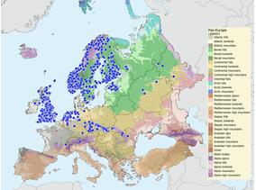 PE Calobata petronella.jpg